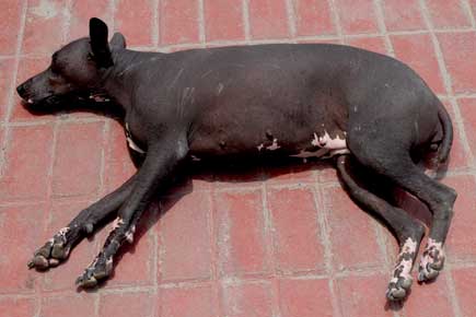 Karvaton koira, "Perro peruano" ottaa aurinkoa Paracasissa.